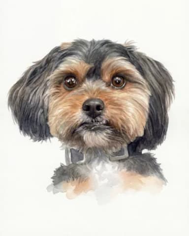 Dog portrait 6